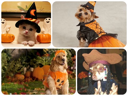 Ветеринары не рекомендуют владельцам животных наряжать их в костюмы на Хэллоуин
