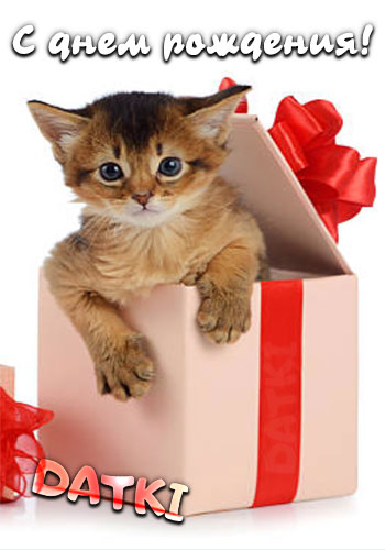 Милый котенок в коробке для подарка ко дню рождения