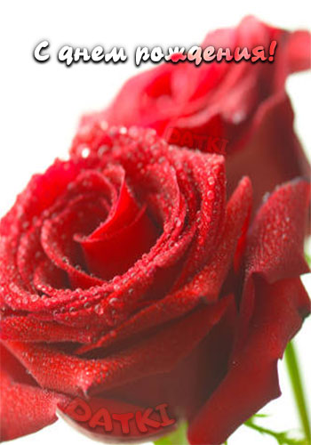Открытка с красными розами крупным планом