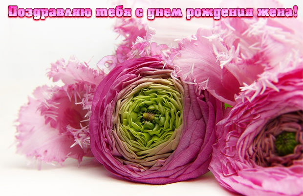 Красивые розовые цветы жене ко дню рождения