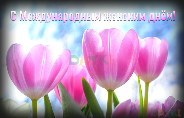 Нежные розовые тюльпаны на Международный женский день